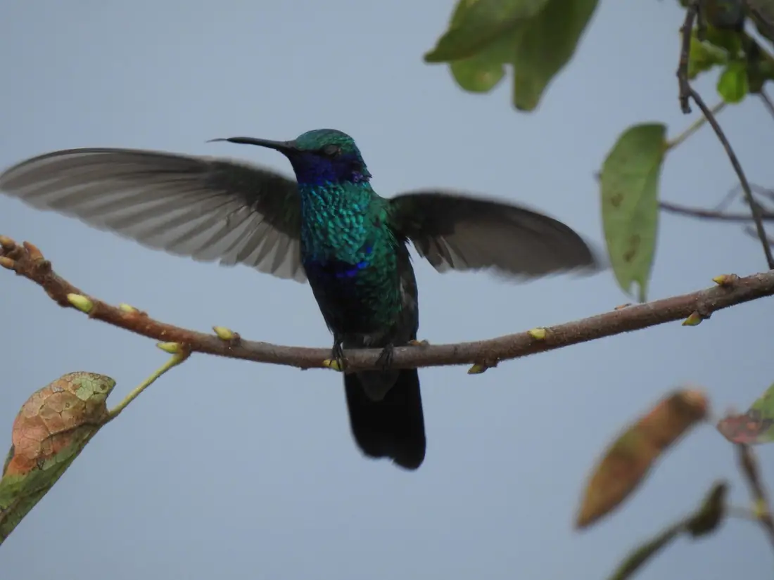 Colibrí
