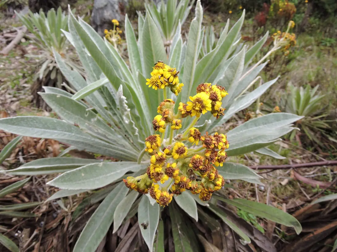 Frailejón en flor