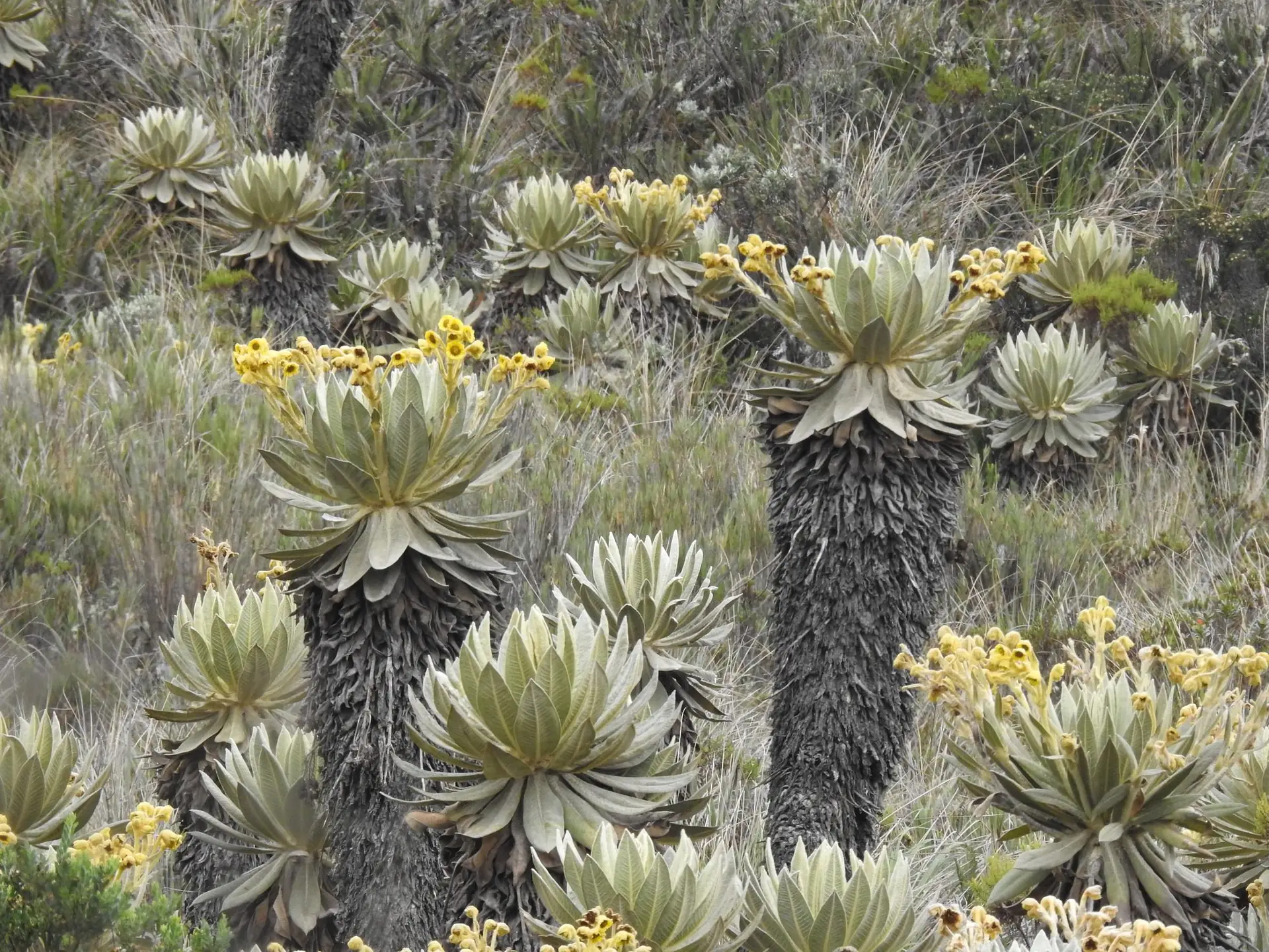 Frailejones en un páramo andino